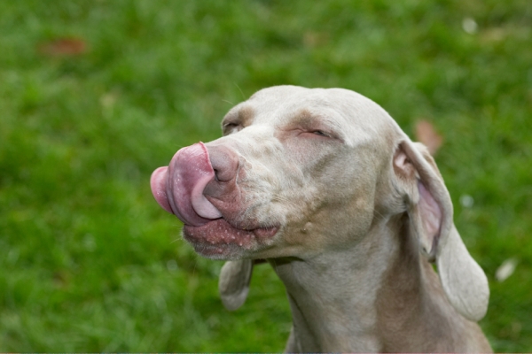 How'd I do that?!
Anahtar kelimeler: Dog Dogs Moon Tongue Weimaraner