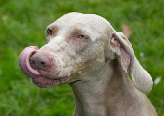Just gotta get this side
Schlüsselwörter: Dog Dogs Moon Tongue Weimaraner
