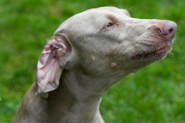 Utter concentration
Mots-clés: Dog Dogs Moon Weimaraner