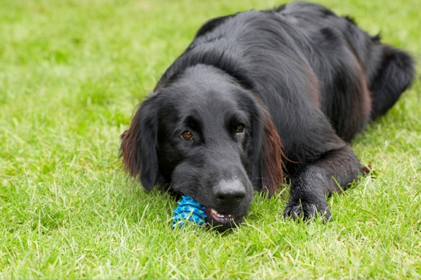 I'm having a good chew - OK!
Palabras clave: Dog Dogs Flat Coated Retriever Loki Retrievers