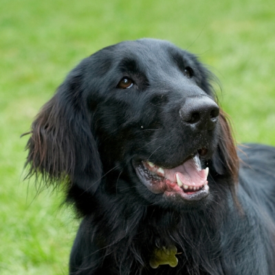 Wot we gonna do now?
Mots-clés: Dog Dogs Flat Coated Retriever Loki Retrievers Tongue