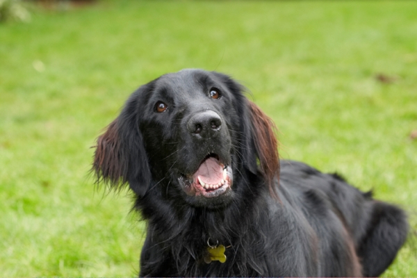 You got something for me?
Anahtar kelimeler: Dog Dogs Flat Coated Retriever Loki Retrievers Tongue