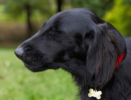Mmmm, mmm, mmmm
Keywords: Dog Dogs Flat Coated Retriever Loki Retrievers