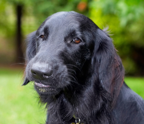 Blissssssss
Palabras clave: Dog Dogs Flat Coated Retriever Loki Retrievers