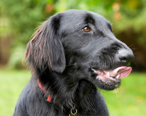 I'm really enjoying this
Palabras clave: Dog Dogs Flat Coated Retriever Loki Retrievers Tongue