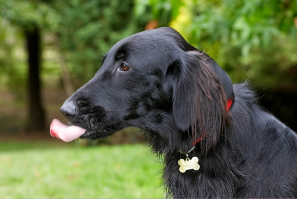 I'm busy
Palabras clave: Dog Dogs Flat Coated Retriever Loki Retrievers Tongue