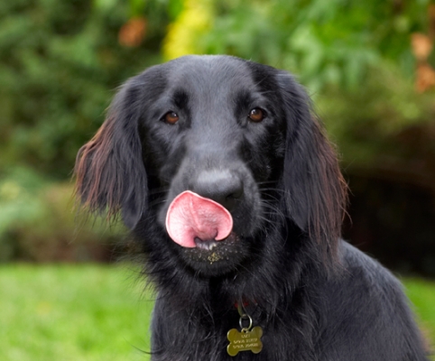 Lip smackin' good
Anahtar kelimeler: Dog Dogs Flat Coated Retriever Loki Retrievers Tongue