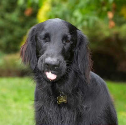 I'm one happy bunny
Anahtar kelimeler: Dog Dogs Flat Coated Retriever Loki Retrievers Tongue