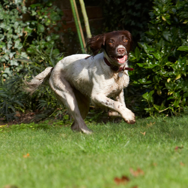 And, action
Keywords: Cocker Spaniel Dog Dogs Meg Spaniels Working