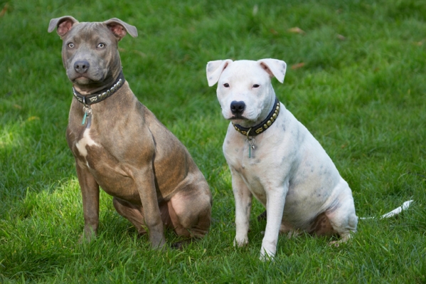 Butter wouldn't melt ...........
Anahtar kelimeler: Dog Dogs Domino Puppies Puppy Sky Staffordshire Bull Terrier Terriers
