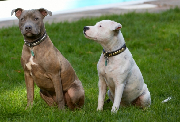 I've got my eye on them, Domino
Schlüsselwörter: Dog Dogs Domino Puppies Puppy Sky Staffordshire Bull Terrier Terriers