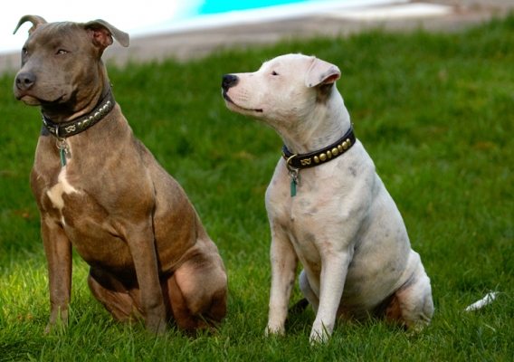 OK, we're paying attention
Ключові слова: Dog Dogs Domino Puppies Puppy Sky Staffordshire Bull Terrier Terriers