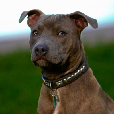 I'm watching you
Keywords: Dog Dogs Puppies Puppy Sky Staffordshire Bull Terrier Terriers