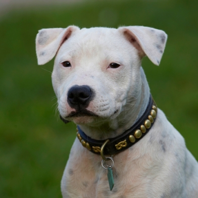 I'm being sooooooooooo good
Ključne besede: Dog Dogs Domino Puppies Puppy Staffordshire Bull Terrier Terriers