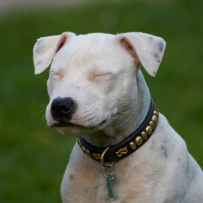 Dog-nap
Anahtar kelimeler: Dog Dogs Domino Puppies Puppy Staffordshire Bull Terrier Terriers