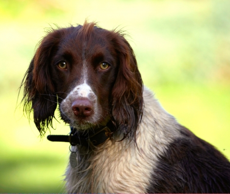 I'm watching and waiting
Schlüsselwörter: Cocker Spaniel Dog Dogs Meg Spaniels Working