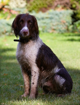 Sitting pretty
Schlüsselwörter: Cocker Spaniel Dog Dogs Meg Spaniels Working