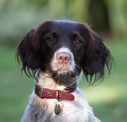 Whadda want?!
Keywords: Cocker Spaniel Dog Dogs Meg Spaniels Working