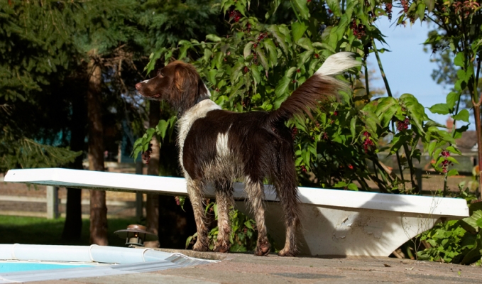 Hmmm, interesting over there
Keywords: Cocker Spaniel Dog Dogs Meg Spaniels Working