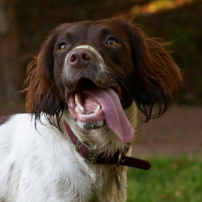 I'm positively drooling
Ključne besede: Alfie Dog Dogs Molly Spaniels Springer Spaniel Tongue