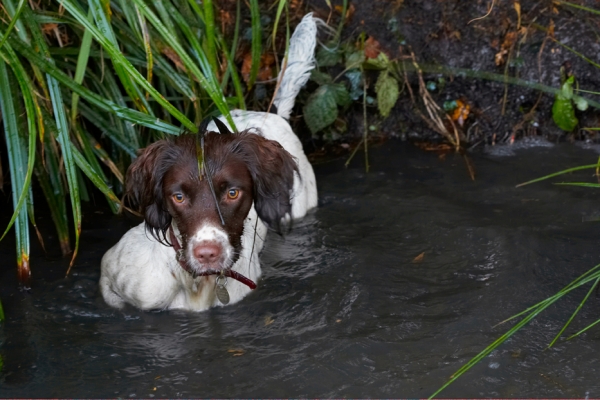 Ooooh, wot's in here?!
Keywords: Alfie Dog Dogs Molly Spaniels Springer Spaniel