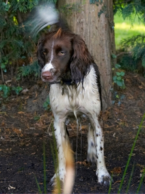 Standing guard
Anahtar kelimeler: Alfie Dog Dogs Molly Spaniels Springer Spaniel