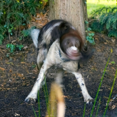 Gotta have a bit of a rattle
Schlüsselwörter: Alfie Dog Dogs Molly Spaniels Springer Spaniel