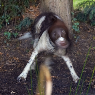 Gotta have a bit of a roll
Trefwoorden: Alfie Dog Dogs Molly Spaniels Springer Spaniel