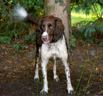 How long you gonna be in there?
Schlüsselwörter: Alfie Dog Dogs Molly Spaniels Springer Spaniel Tongue