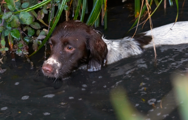 I'm on the prowl
Keywords: Alfie Dog Dogs Molly Spaniels Springer Spaniel