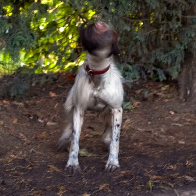 Shake, rattle and roll
Schlüsselwörter: Alfie Dog Dogs Molly Spaniels Springer Spaniel