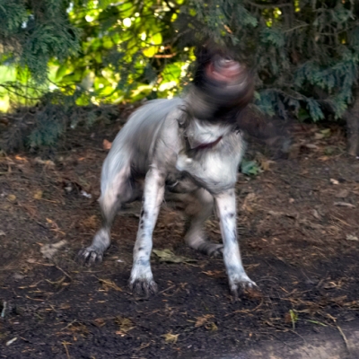 Twist and shout
Anahtar kelimeler: Alfie Dog Dogs Molly Spaniels Springer Spaniel