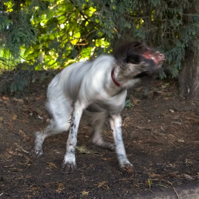This is rock 'n roll
Ключові слова: Alfie Dog Dogs Molly Spaniels Springer Spaniel