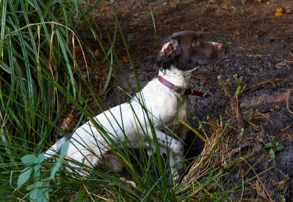 You waiting for me?
Keywords: Alfie Dog Dogs Molly Spaniels Springer Spaniel