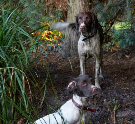 Our natural habitat
Keywords: Alfie Dog Dogs Molly Spaniels Springer Spaniel