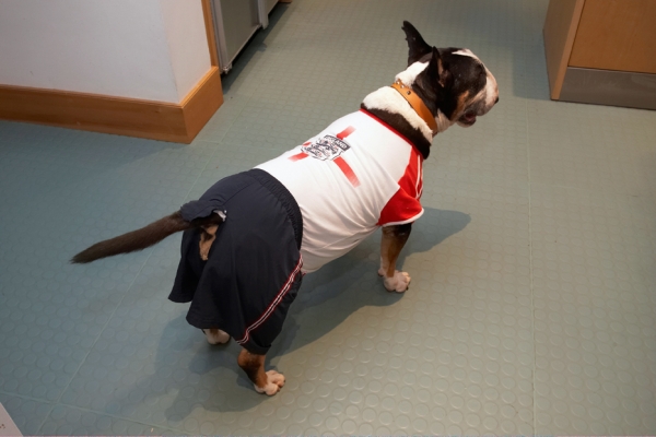I'm ready for my call to the English team
Schlüsselwörter: Dog Dogs England strip English Bull Terrier Football Tapa Terriers