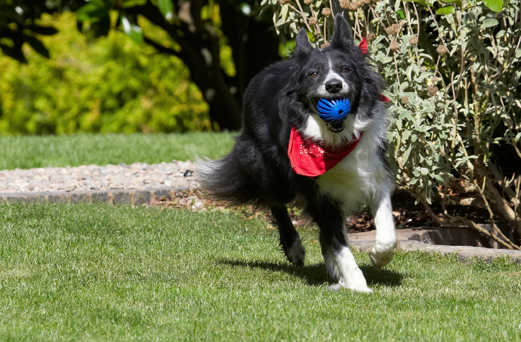 Bringing it back
Ključne besede: Ball Border Collie Collies Dog Dogs Harvey Neckerchief Scarf