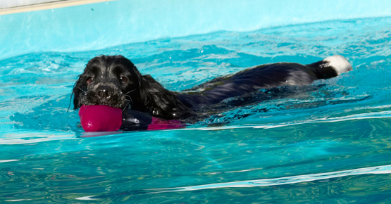 Yeah, I'm bringing it  back
Palabras clave: Charlie Cocker spaniel Dog Dogs Pool Spaniels Swimming