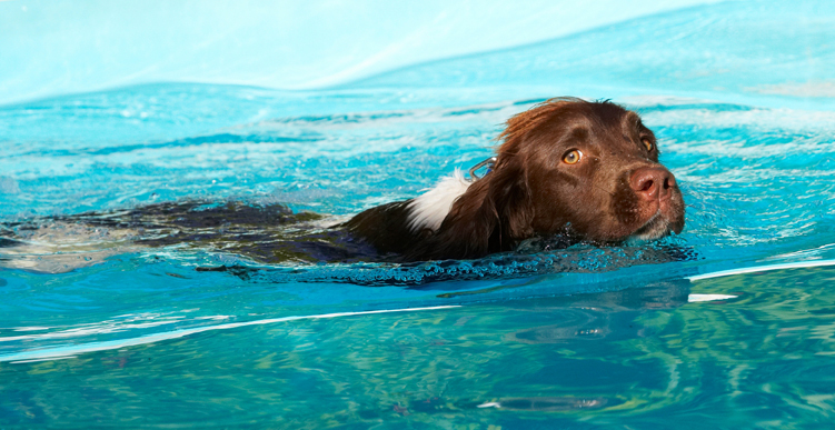 I'm not sure about this
Ključne besede: Dog Dogs George Pool Spaniels Springer Spaniel Swimming