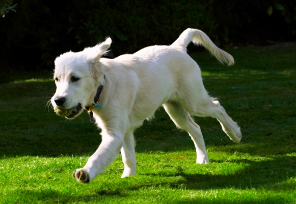 Born to run
Ключевые слова: Dog Dogs Golden Retriever Lily