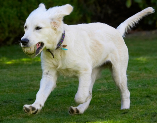 I just love this game
Palabras clave: Action Ball Dog Dogs Golden Retriever Lily