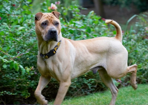 Wait just a minute
Anahtar kelimeler: Dog Dogs Shar-pei Stick
