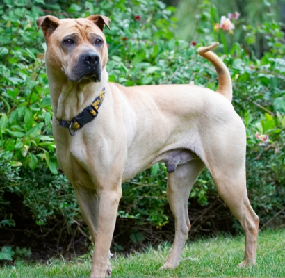 That sort of looks interesting
Anahtar kelimeler: Dog Dogs Shar-pei Stick