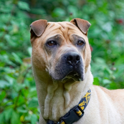 Regal
Trefwoorden: Dog Dogs Shar-pei Stick