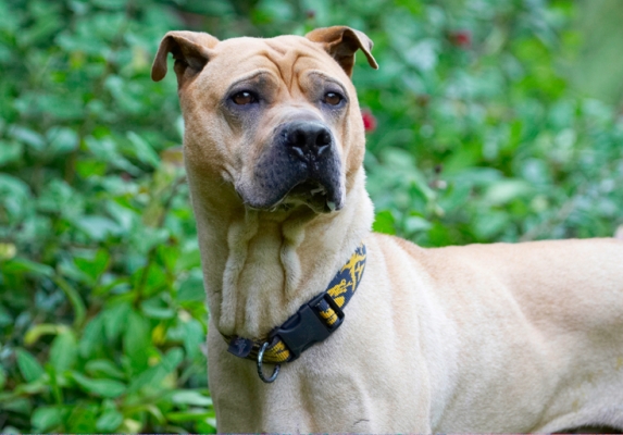 Ear, ear, wot's up
Trefwoorden: Dog Dogs Shar-pei Stick