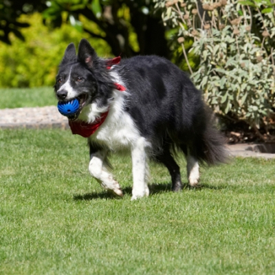 I'm taking this somewhere else
Ключевые слова: Border Collie Collies Dog Dogs Harvey Neckerchief Scarf