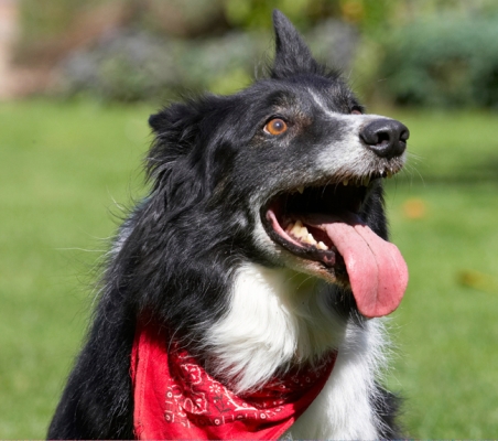 OK, you've got my attention
Keywords: Border Collie Collies Dog Dogs Harvey Neckerchief Scarf Tongue