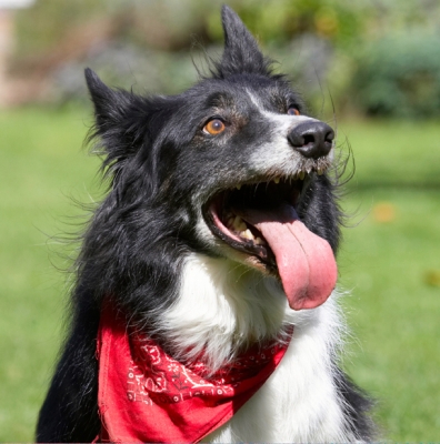 Well, wot's gonna happen
Keywords: Border Collie Collies Dog Dogs Harvey Neckerchief Scarf Tongue