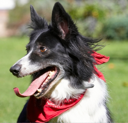 I think this is my best side
Ključne besede: Border Collie Collies Dog Dogs Harvey Neckerchief Scarf Tongue