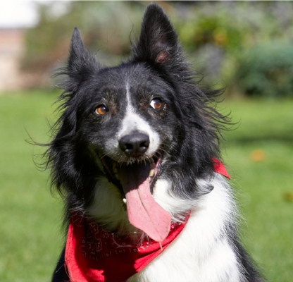 Oh yeah!
Λέξεις-κλειδιά: Border Collie Collies Dog Dogs Harvey Neckerchief Scarf Tongue